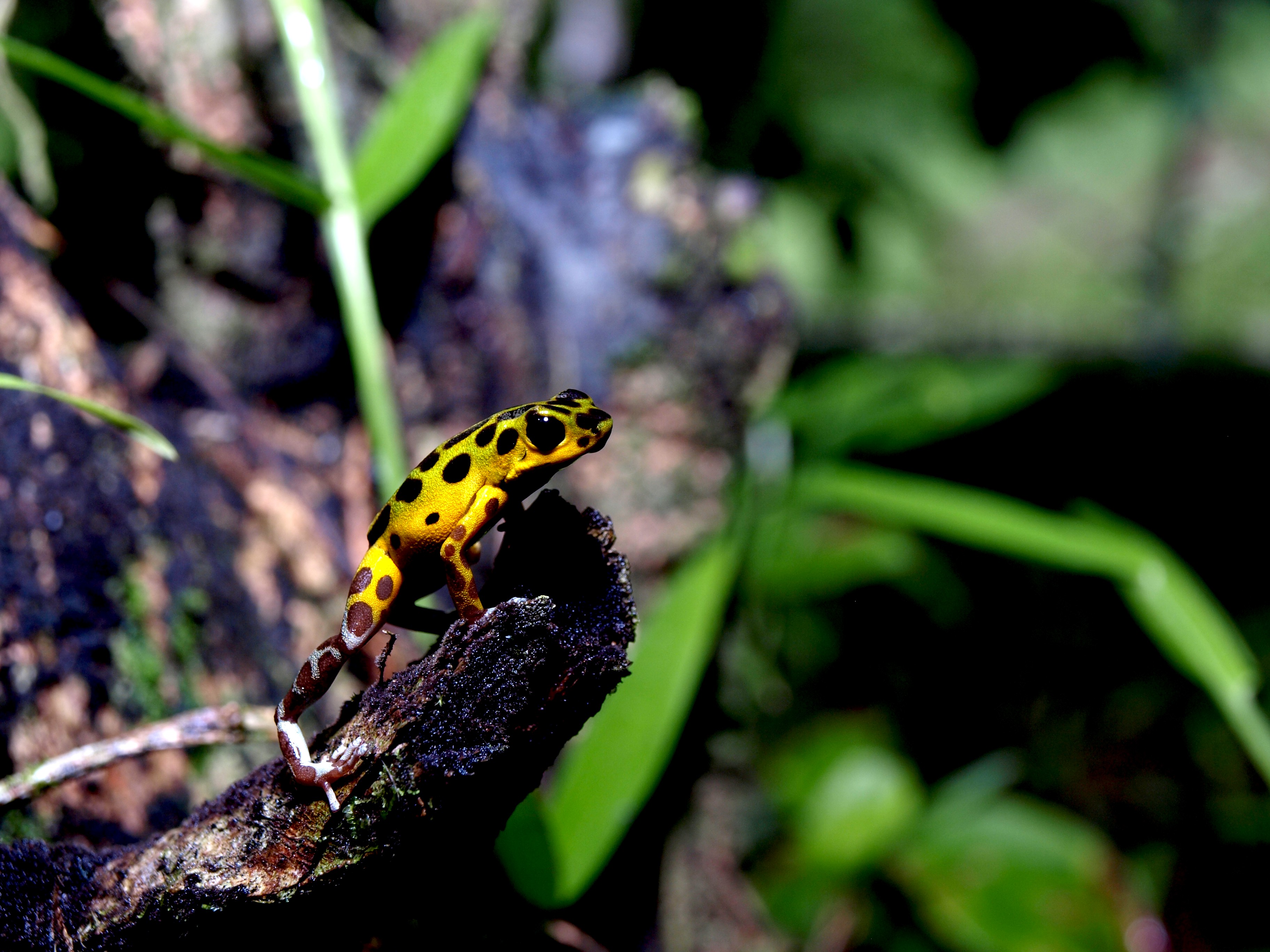 oophaga colon