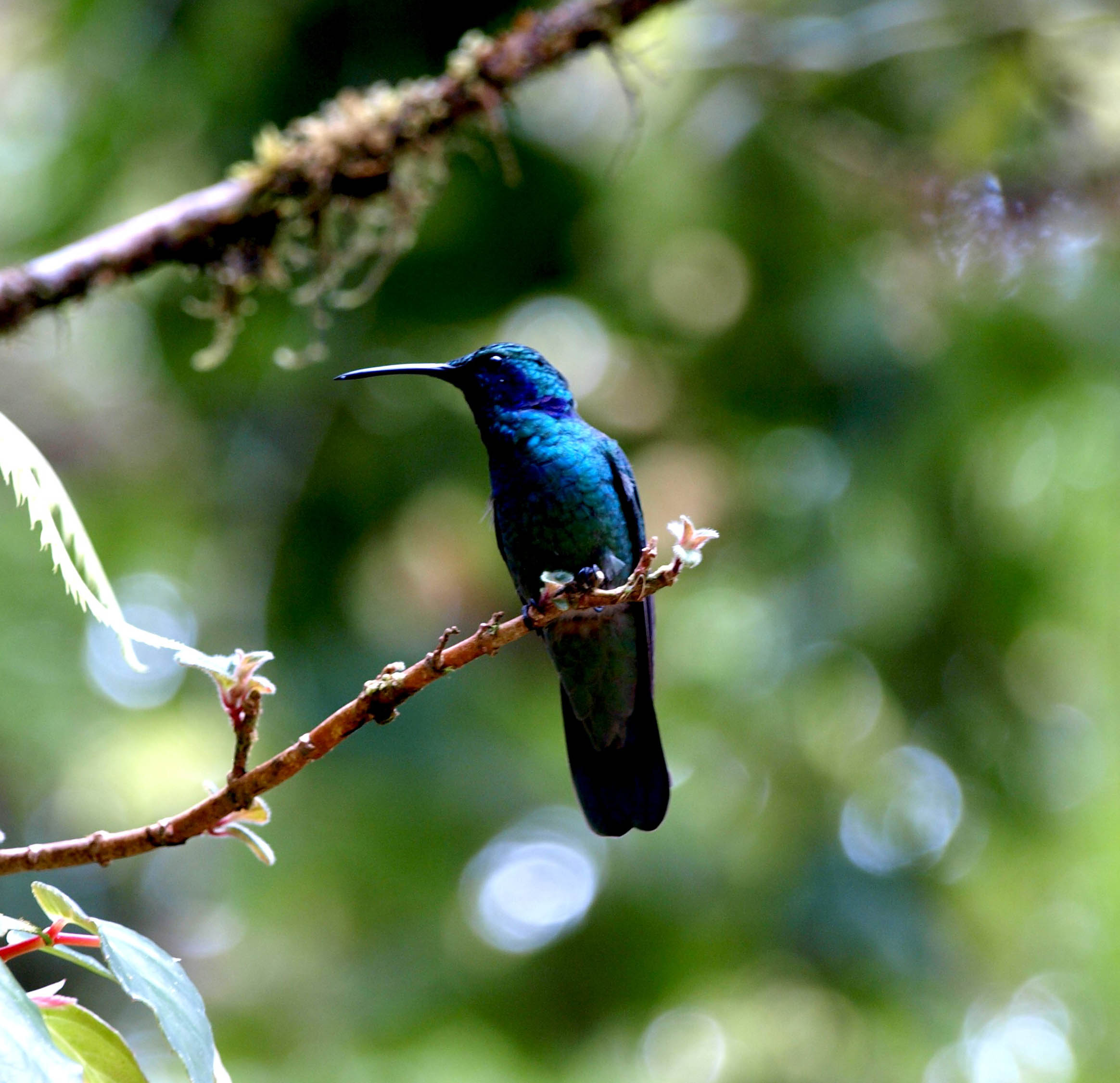 hummingbird