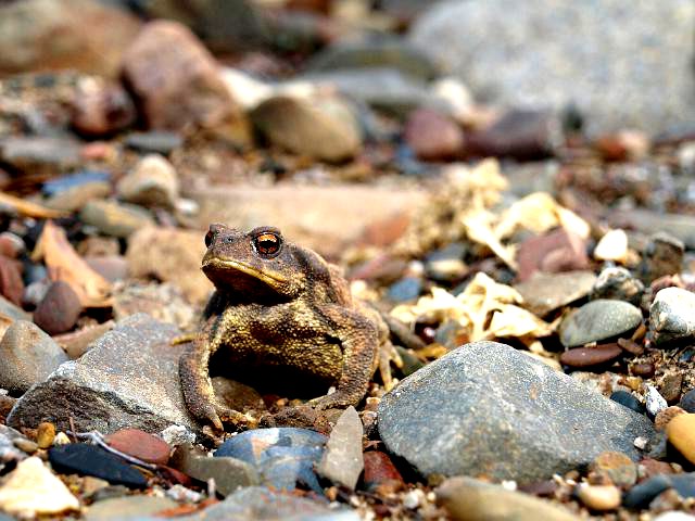 toad