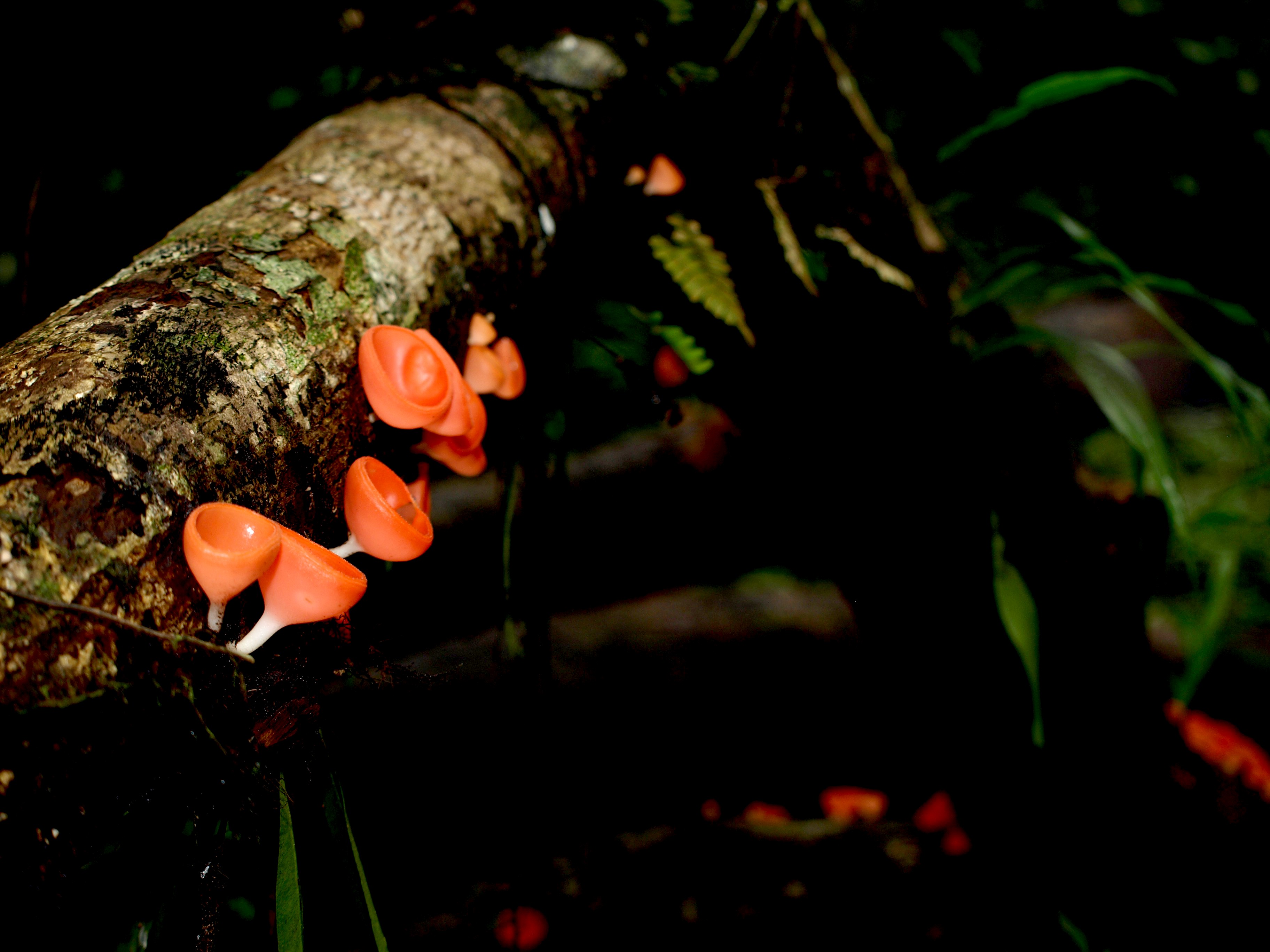 mushrooms