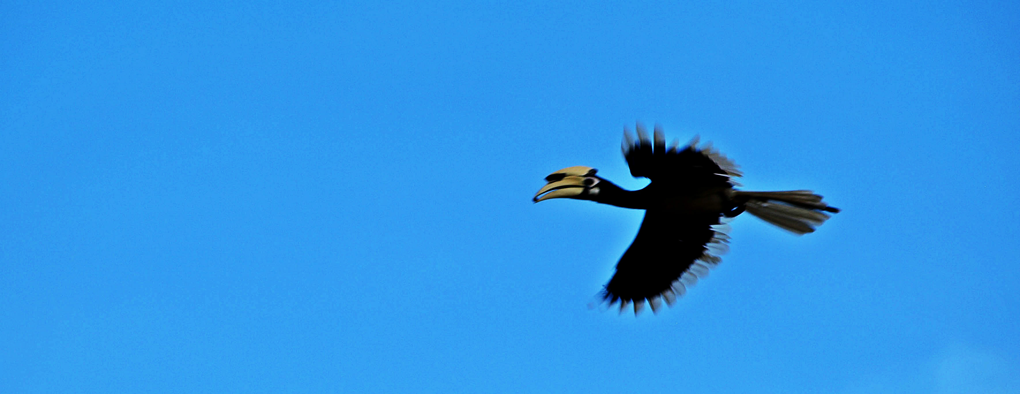 hornbill