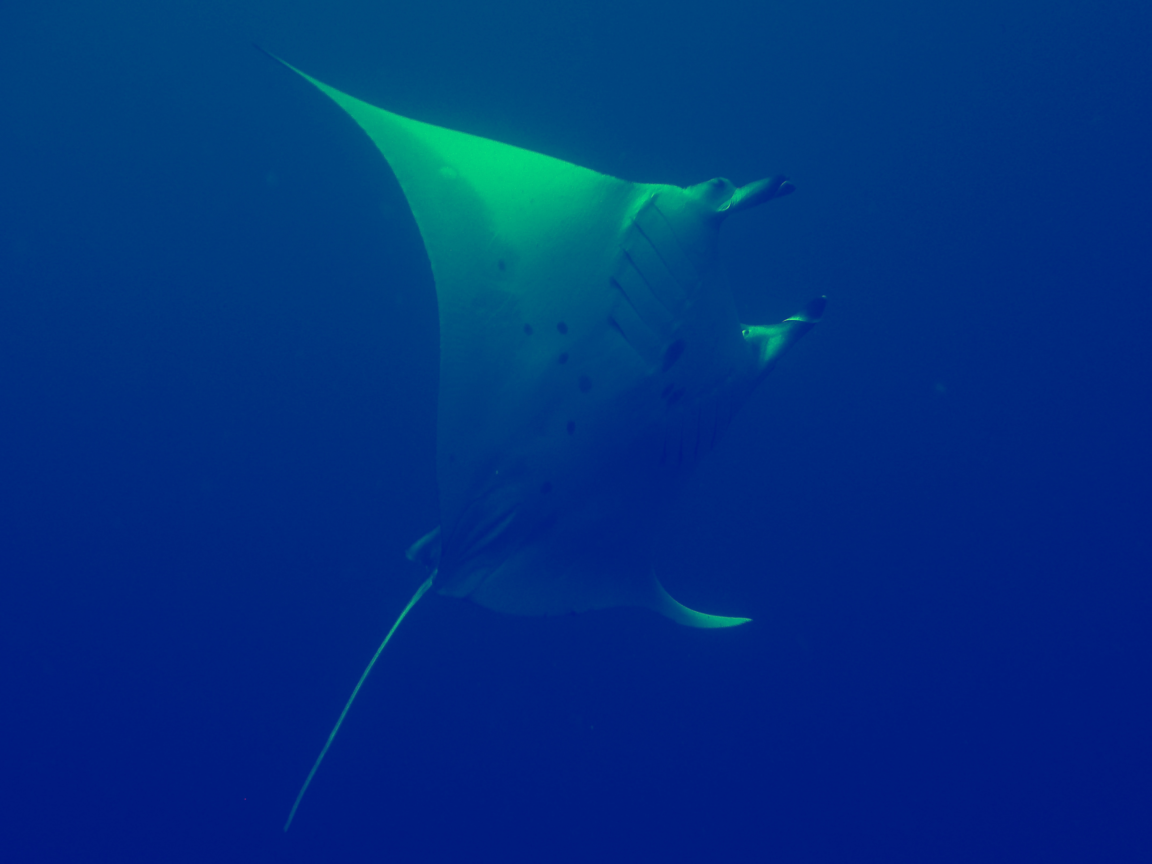 manta